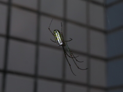 Leucauge blanda