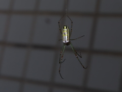 Leucauge blanda