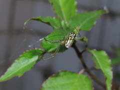 Leucauge blanda