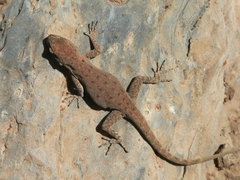 Quedenfeldtia moerens