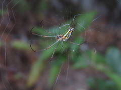 Leucauge blanda