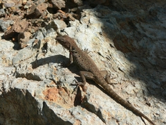 Quedenfeldtia moerens