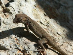 Quedenfeldtia moerens
