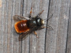 Osmia cornuta