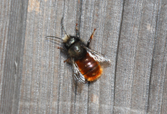 Osmia cornuta