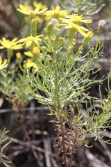 Senecio riddellii