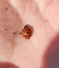 Harmonia axyridis