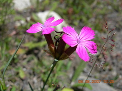 Dianthus ruprechtii