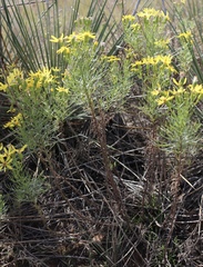 Senecio riddellii