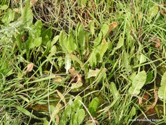 Rumex papillaris