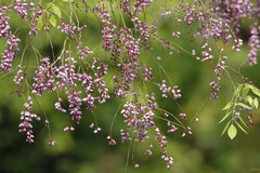 Millettia peguensis