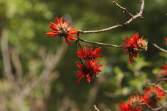 Erythrina variegata