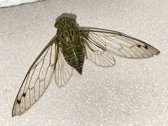 Orientopsaltria fuliginosa