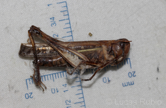 Rhammatocerus pictus