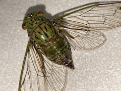 Orientopsaltria fuliginosa