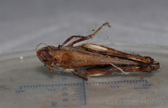 Rhammatocerus pictus