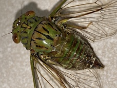 Orientopsaltria fuliginosa