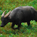 Tamaraw - Photo (c) Gregg Yan, some rights reserved (CC BY-SA)