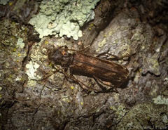Diotimana undulata