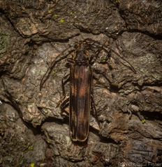Diotimana undulata