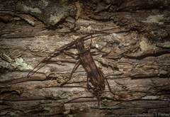 Diotimana undulata