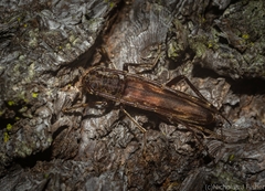 Diotimana undulata