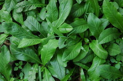 Pseudelephantopus spicatus