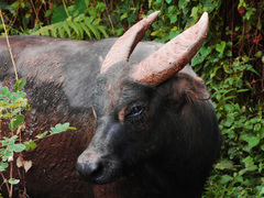Tamaraw photo 2