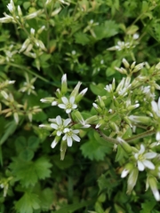 Cerastium glomeratum