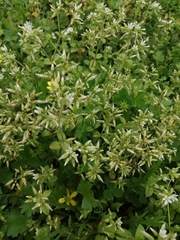 Cerastium glomeratum