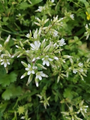 Cerastium glomeratum