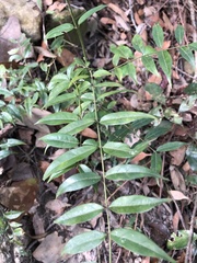 Coptosapelta diffusa