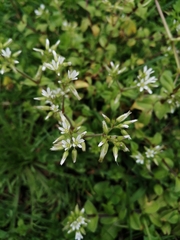 Cerastium glomeratum