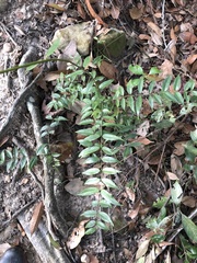 Coptosapelta diffusa