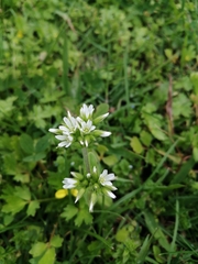 Cerastium glomeratum