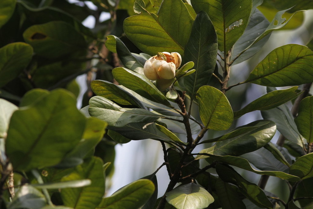 Magnolia pterocarpa