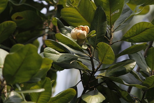 Magnolia pterocarpa