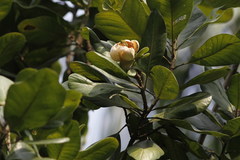 Magnolia pterocarpa