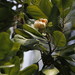 Magnolia pterocarpa - Photo (c) M. Sharif Hossain Sourav, algunos derechos reservados (CC BY-NC), subido por M. Sharif Hossain Sourav