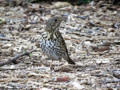 Turdus philomelos