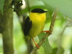 Manacus vitellinus