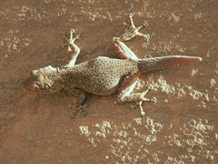 Ptyodactylus oudrii
