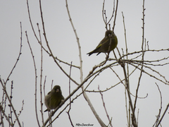 Chloris chloris