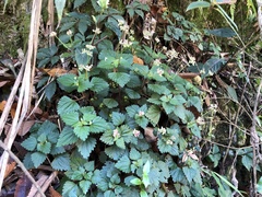 Nanocnide japonica