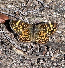 Phystis simois variegata
