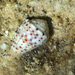 Conus taeniatus - Photo (c) Günther Indra, algunos derechos reservados (CC BY-NC), uploaded by Günther Indra