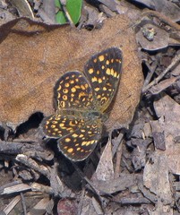 Phystis simois variegata
