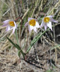 Tulipa patens
