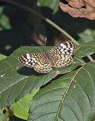 Phystis simois variegata