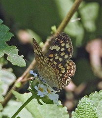 Phystis simois variegata